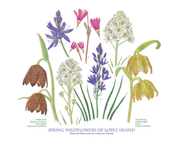 spring wildflowers by vorobik